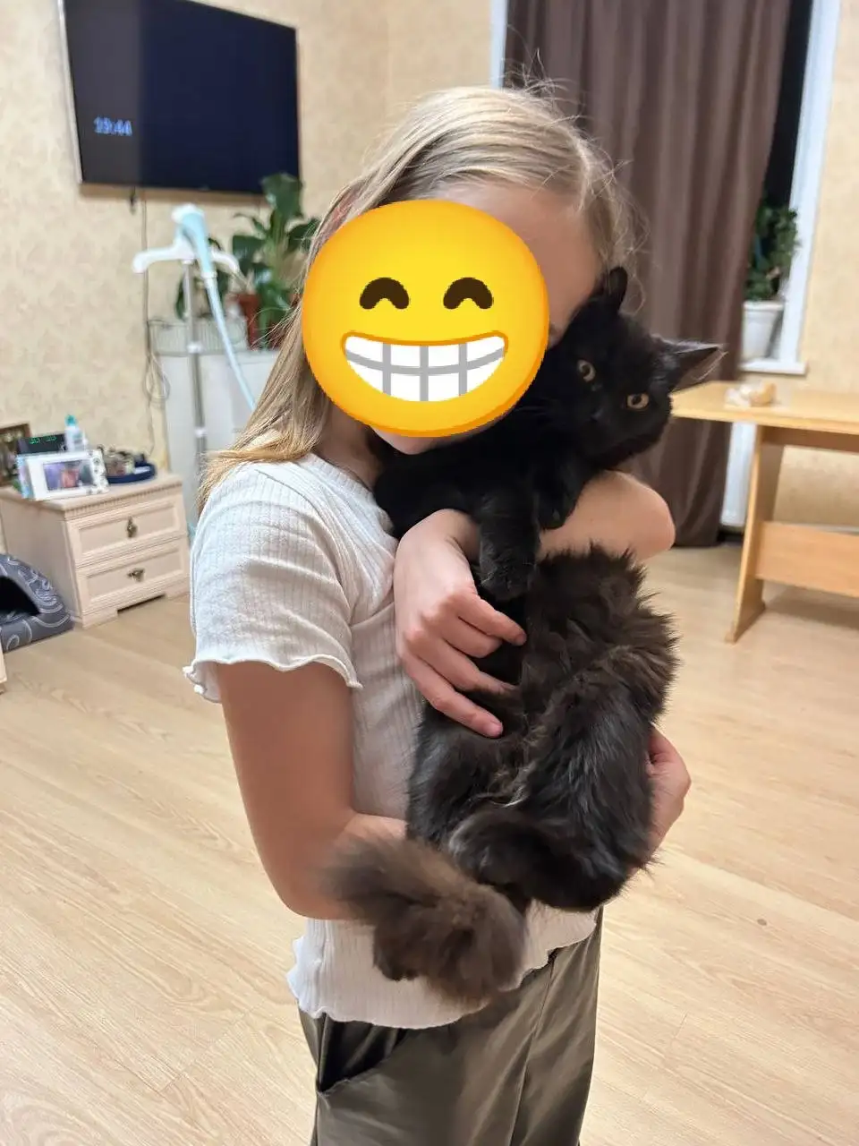 Черные котята с отливом, приучены к лотку - Кошки (Животные) в Барнаул