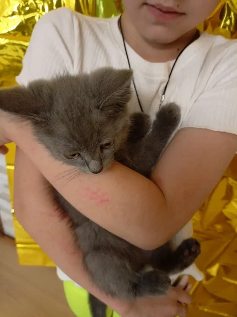 Котенок в добрые руки - Грызуны в Барнаул