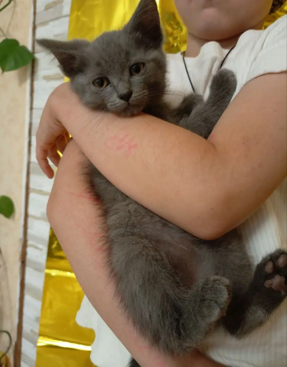 Котенок в добрые руки - Животные в Барнаул