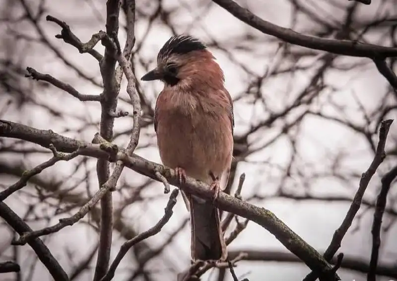 Сойкин день в Новороссийске