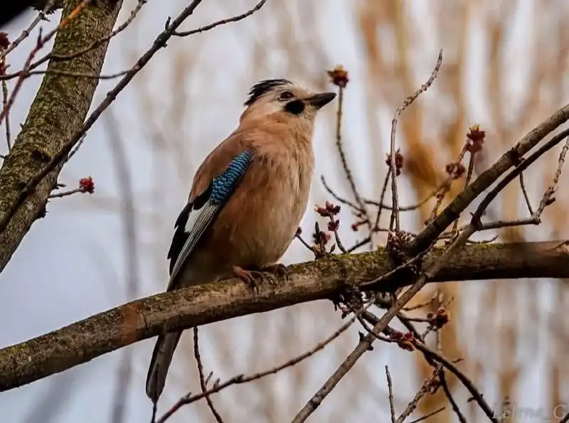 Сойкин день в Новороссийске