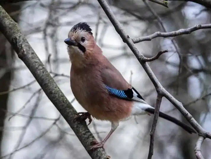 Сойкин день в Новороссийске