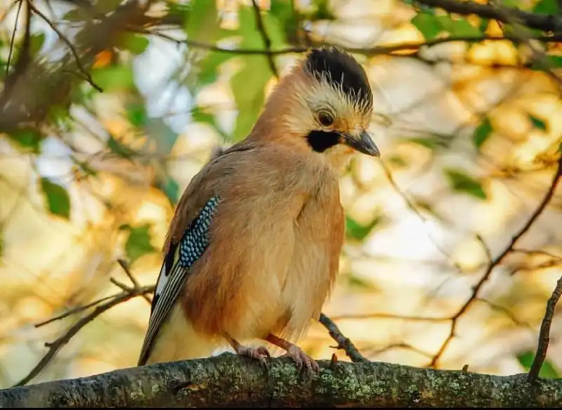 Сойкин день в Новороссийске