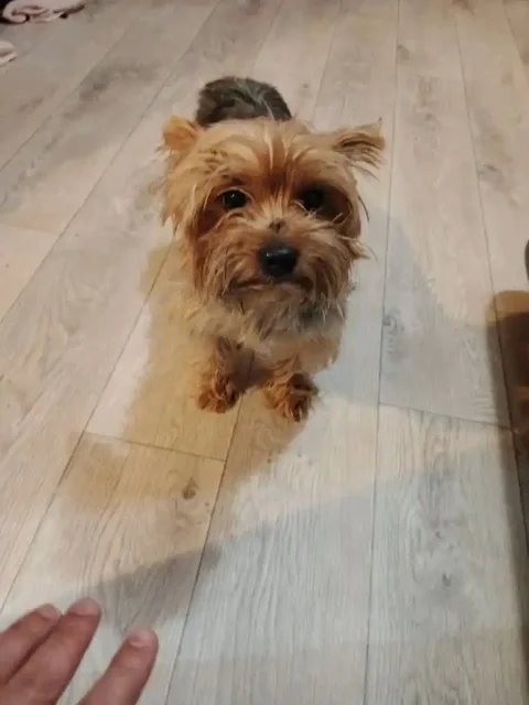 Найден пёсик в Новороссийске - частное объявление в Новороссийск