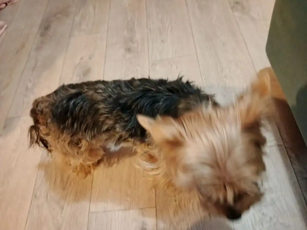 Найден пёсик в Новороссийске