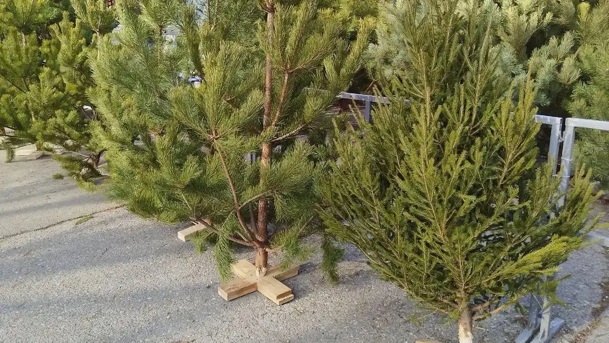 Цены на новогодние сосны и ели в Новороссийске