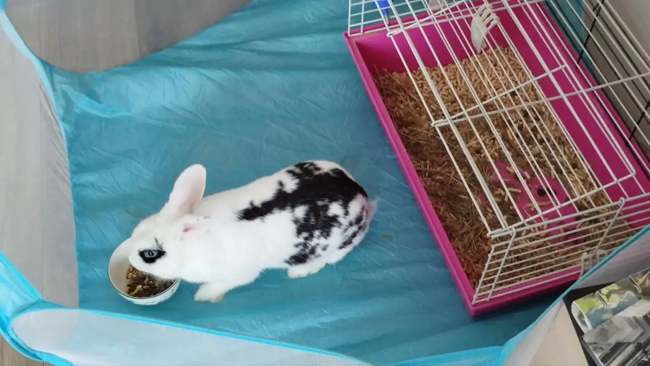 Кролик в добрые руки