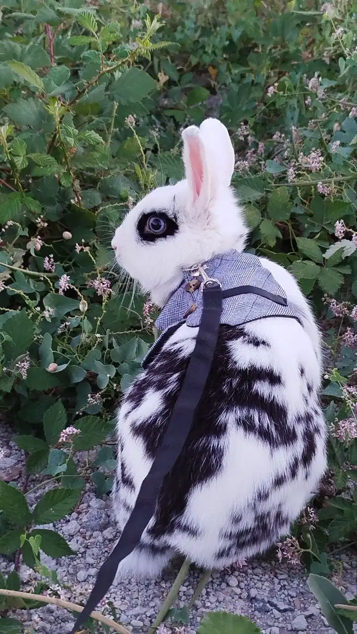 Кролик в добрые руки