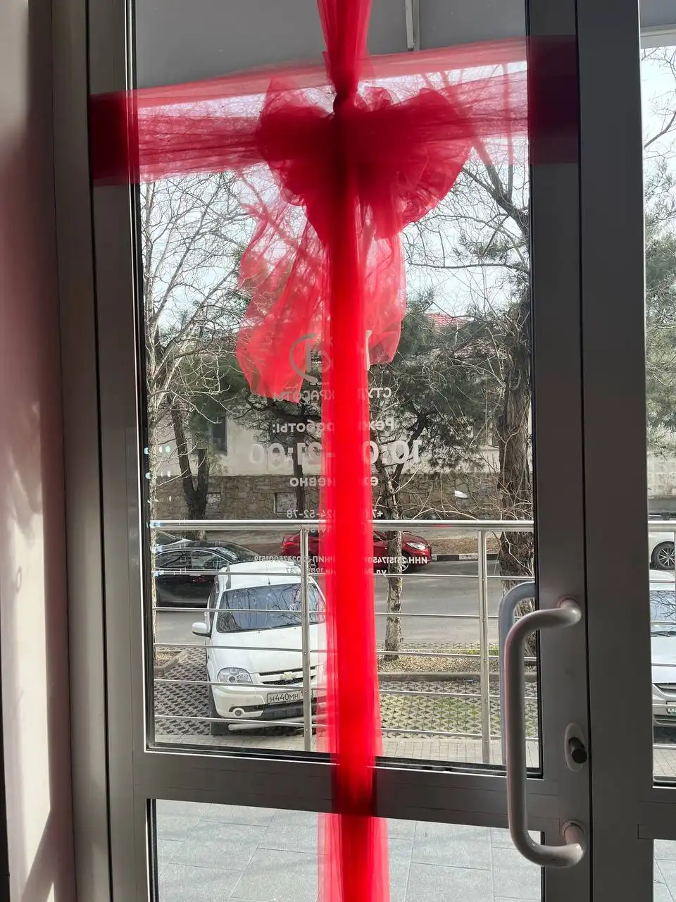 Потерялась кошка на улице Революции 1905 - Кошки (Животные) в Новороссийск