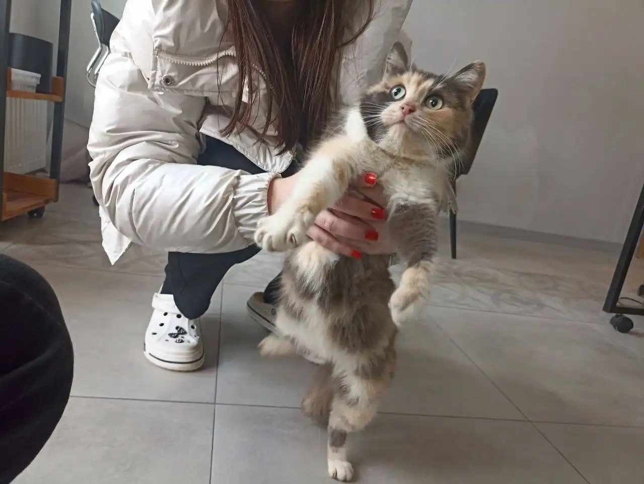 Потерялась кошка на улице Революции 1905 - Кошки (Животные) в Новороссийск