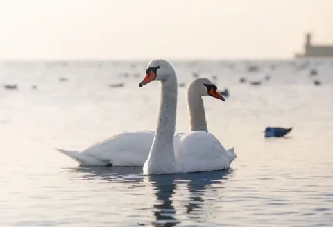 Объявление из Новороссийска - частное объявление в Новороссийск