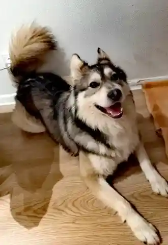 Ищем семью для мальчика Дика - Животные в Балашиха