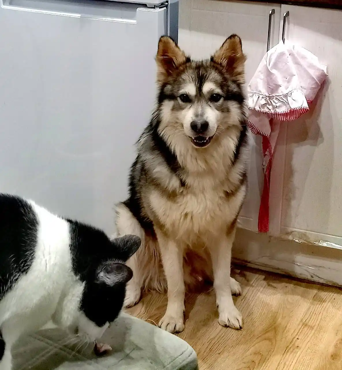 Ищем семью для мальчика Дика