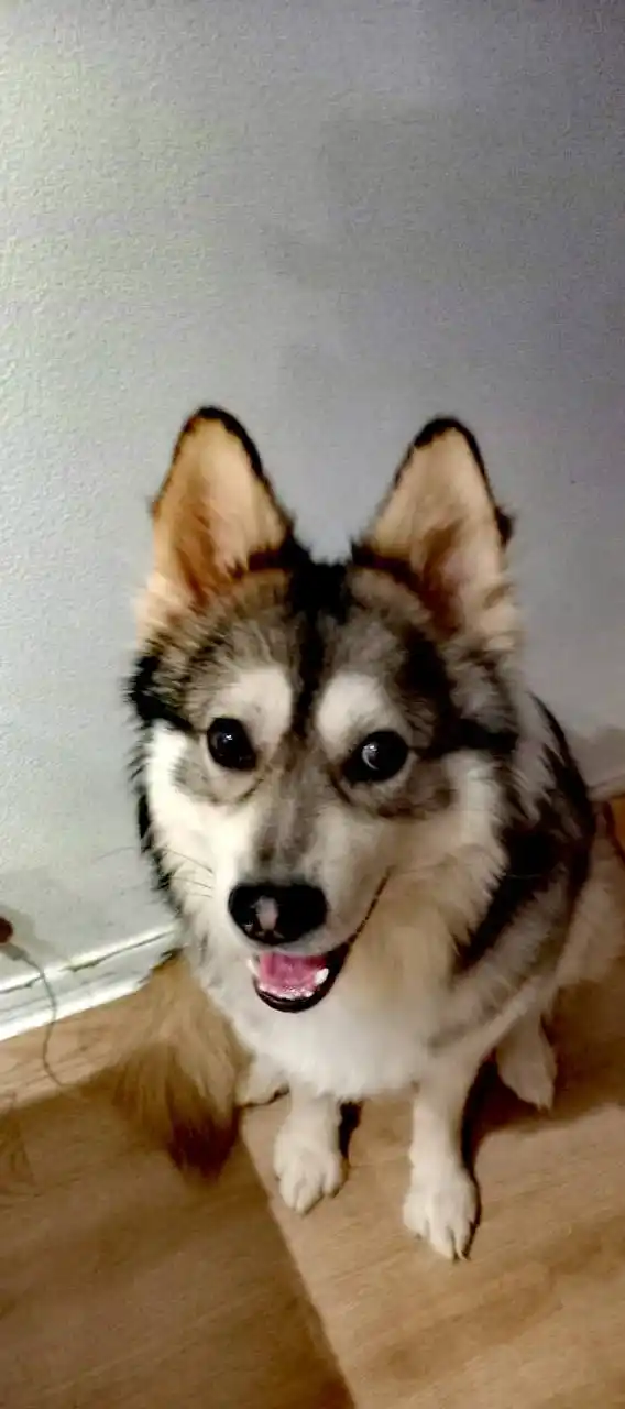 Ищем семью для мальчика Дика