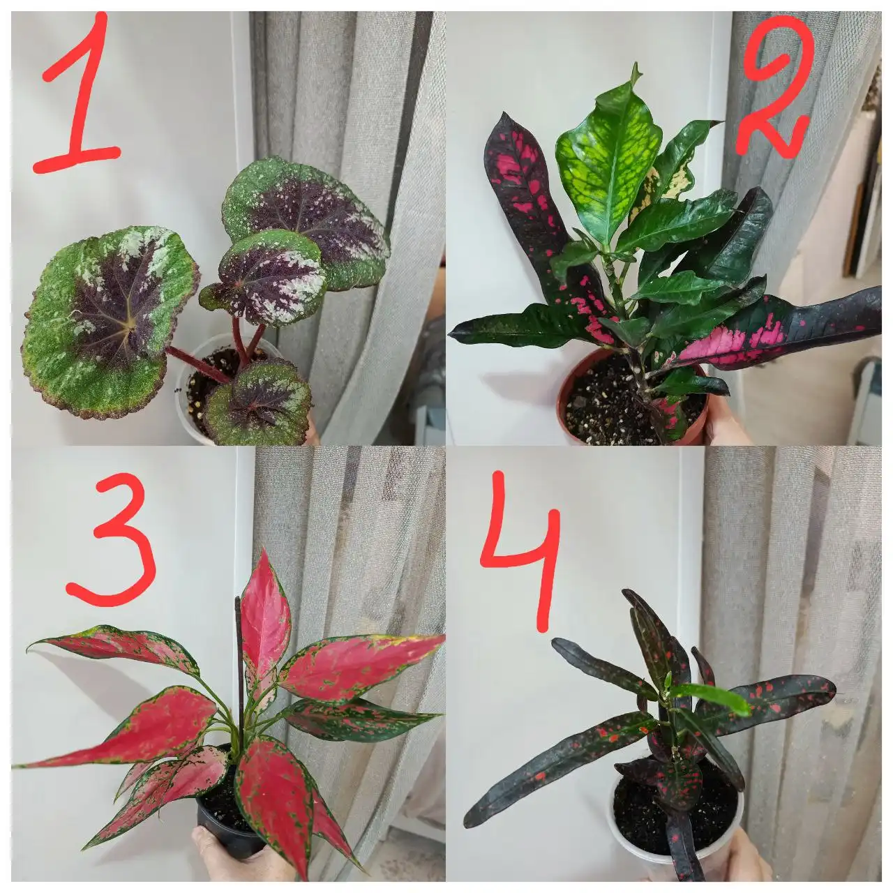 Продажа комнатных растений