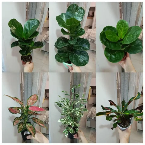 Продажа домашних растений - Хобби и отдых в Балашиха