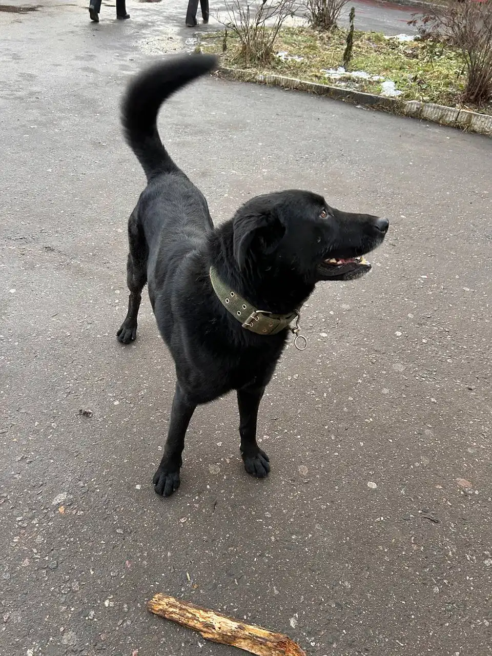 Потерявшаяся собака в агрогородке Балашиха