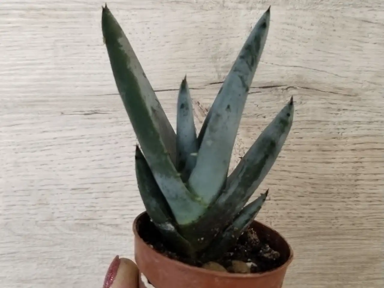 Продажа комнатных растений