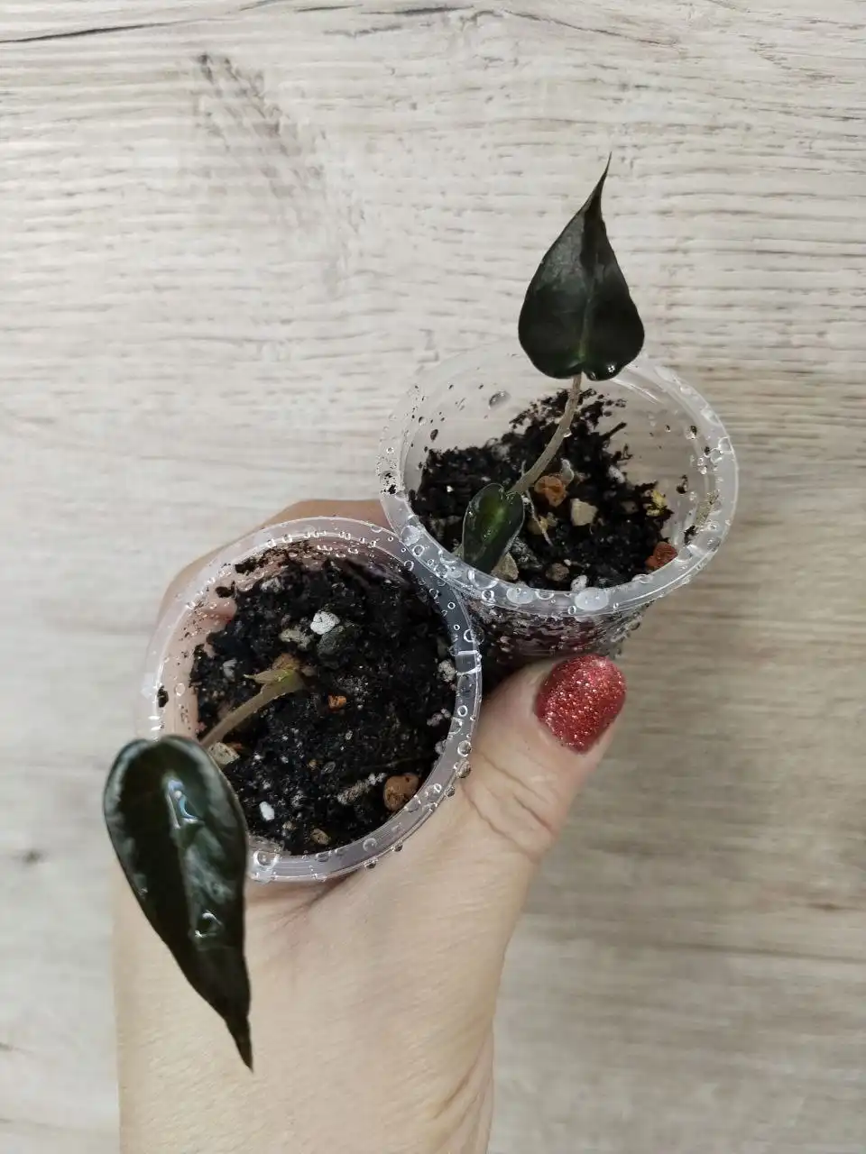 Продажа комнатных растений