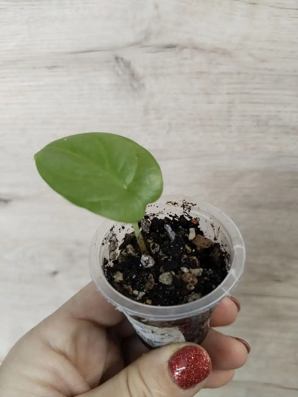 Продажа комнатных растений