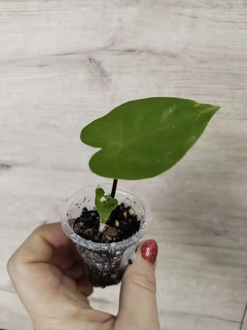 Продажа комнатных растений