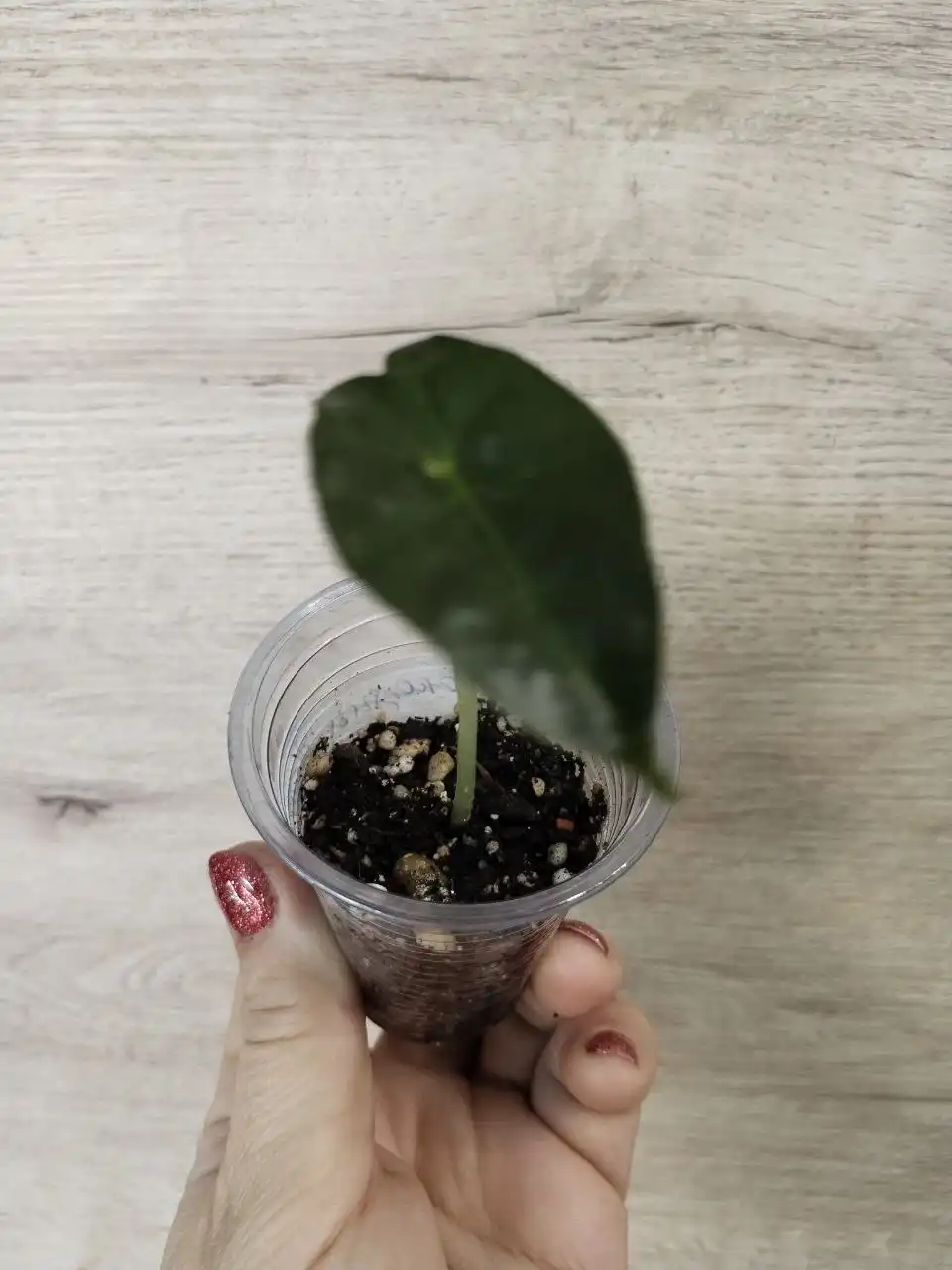 Продажа комнатных растений