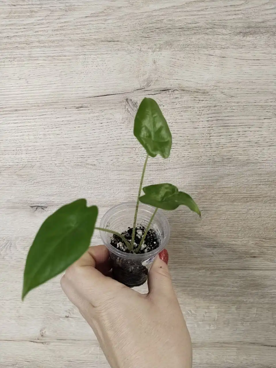 Продажа комнатных растений