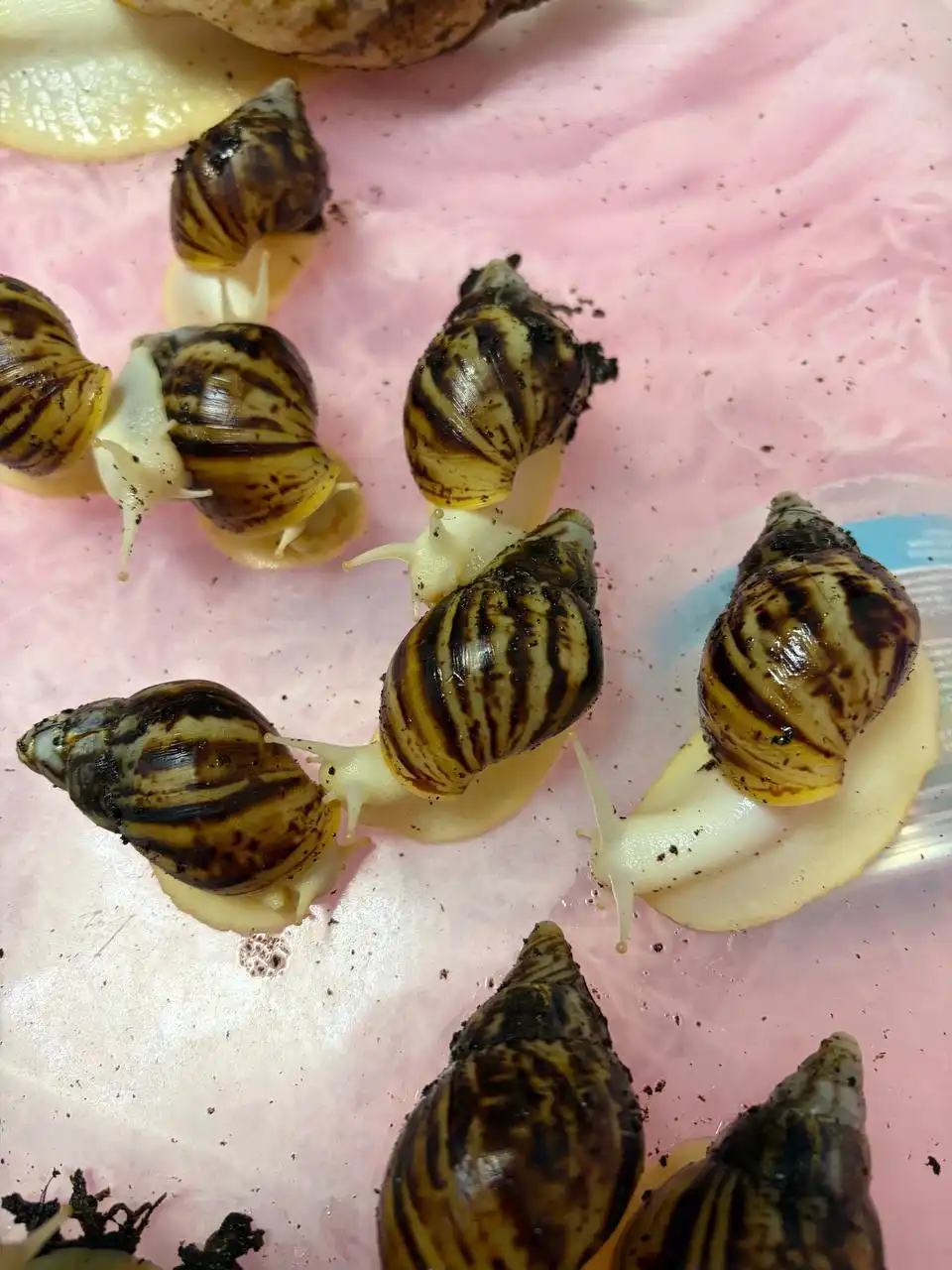 Улитята Ахатины в добрые руки