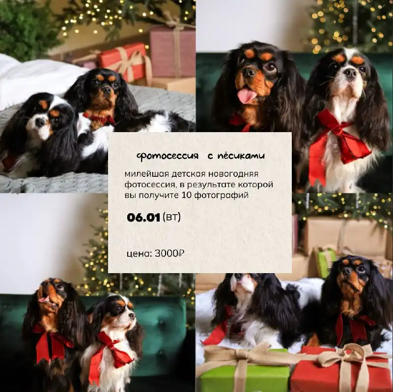 Детская новогодняя фотосессия с собаками