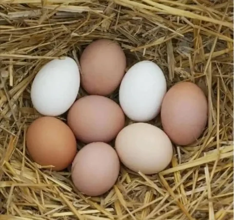Домашние куриные яйца в Балашихе - Разное в Балашиха