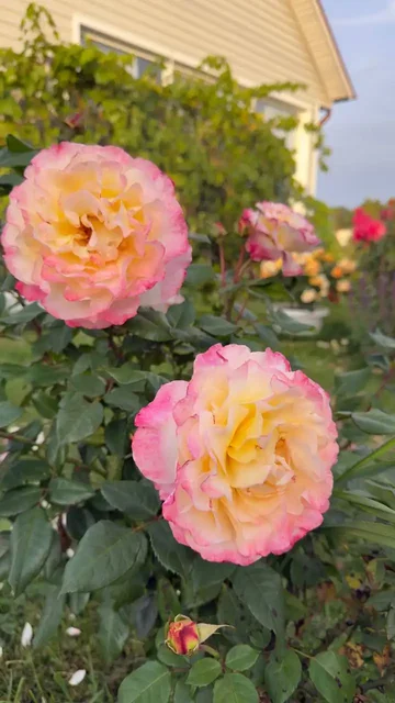 Саженцы роз на весну - частное объявление в Балашиха