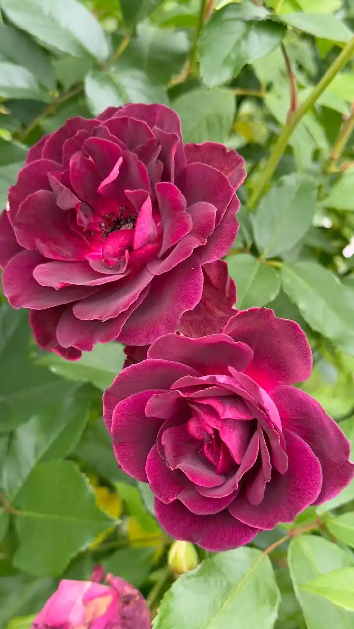 Саженцы роз на весну - Растения (Барахолка) в Балашиха