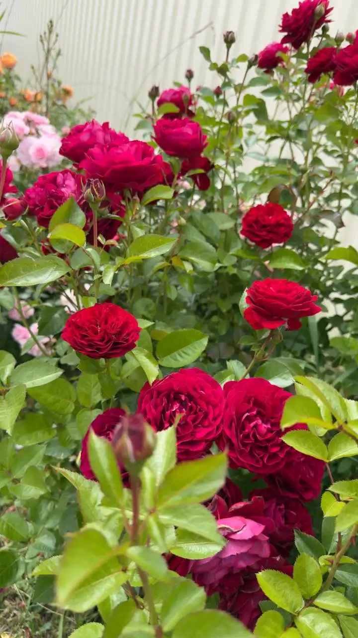 Саженцы роз на весну - Растения (Барахолка) в Балашиха