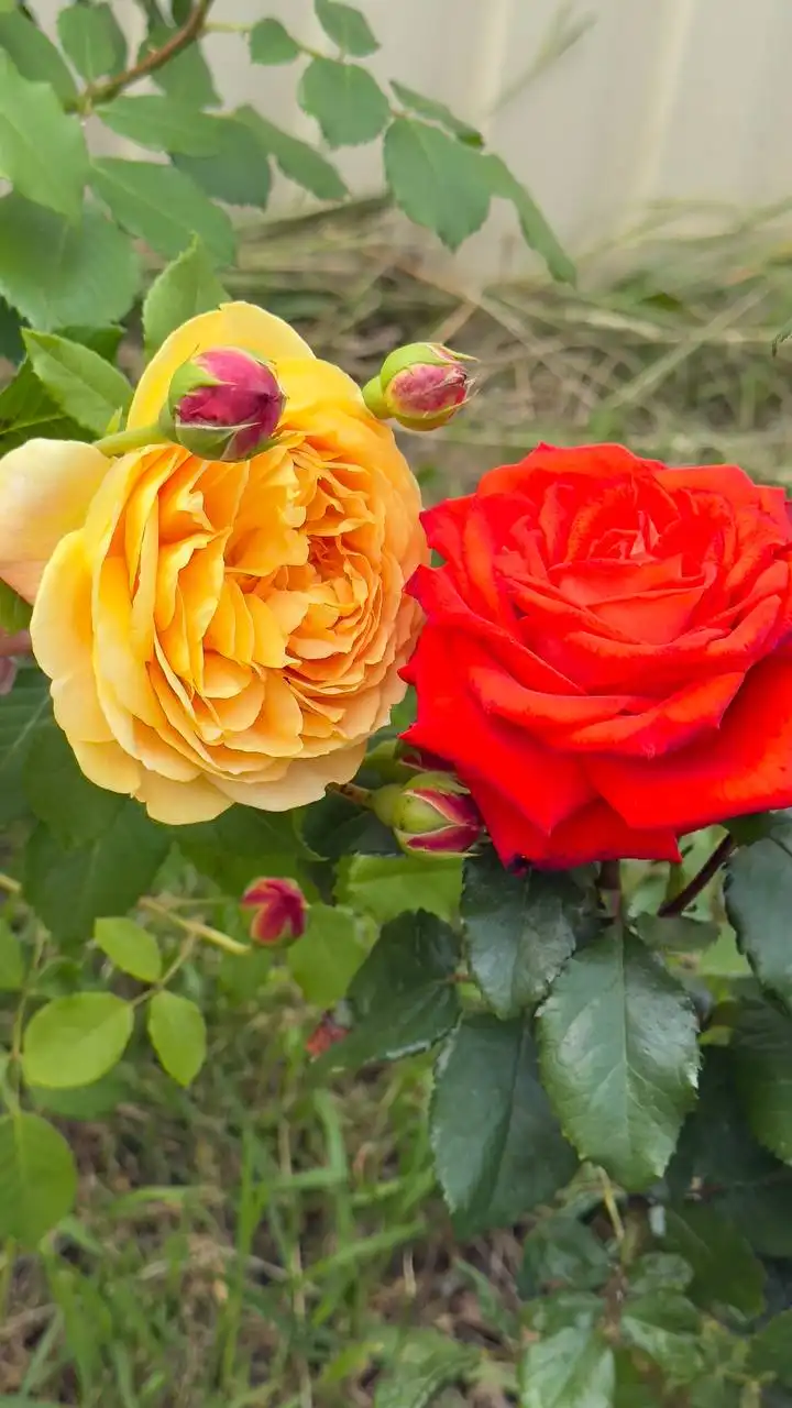 Саженцы роз на весну - Растения (Барахолка) в Балашиха