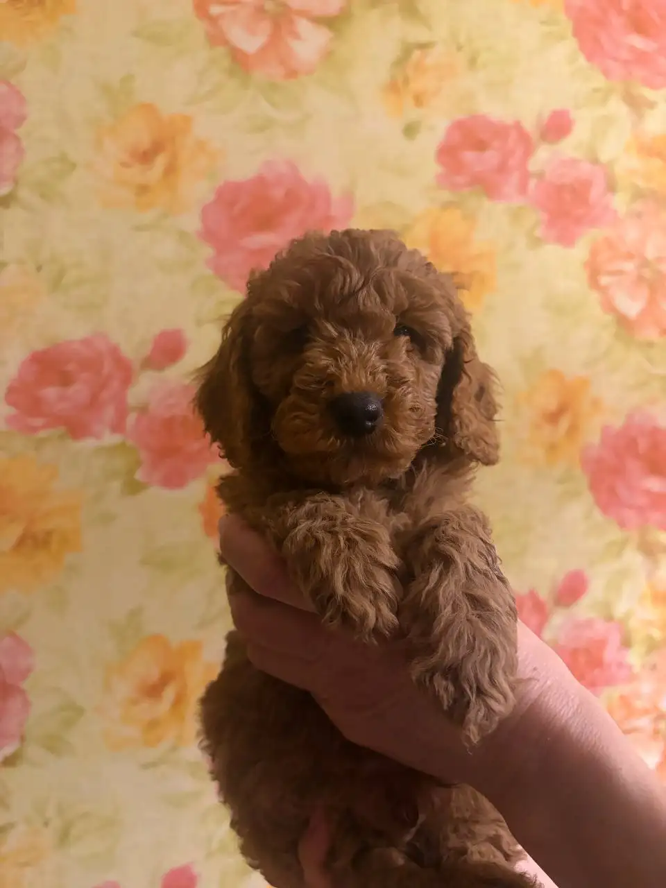 Продажа мальчика малого пуделя - Собаки (Животные) в Балашиха