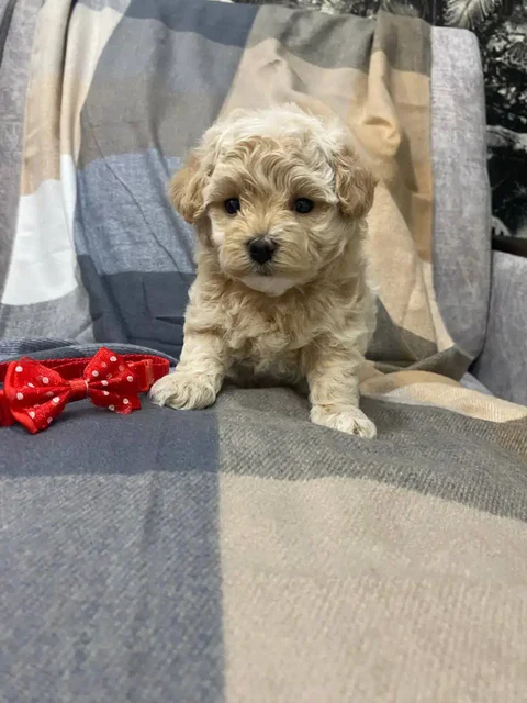 Щенки Мальтипу F1 - частное объявление в Балашиха