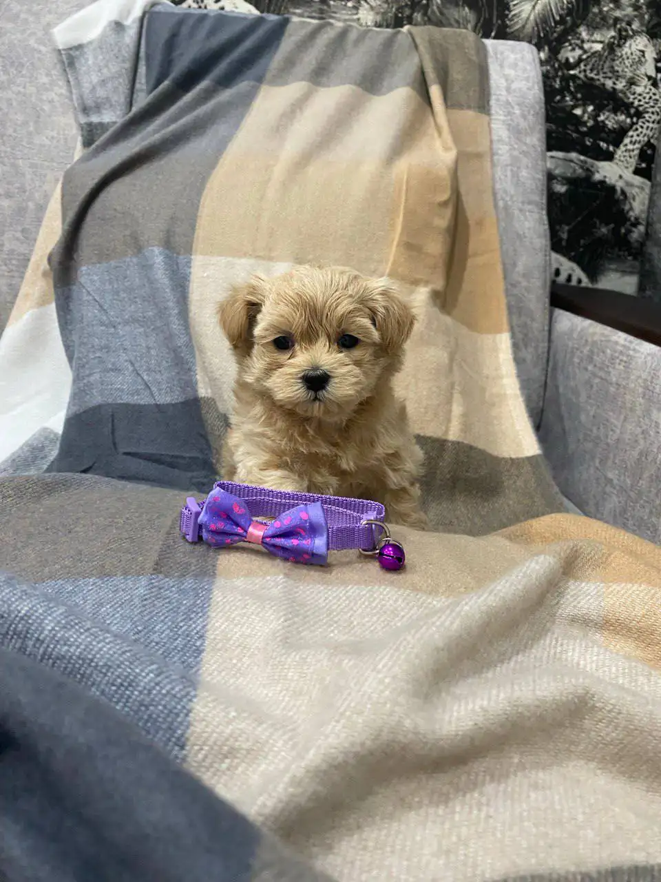 Щенки Мальтипу F1 - Собаки (Животные) в Балашиха