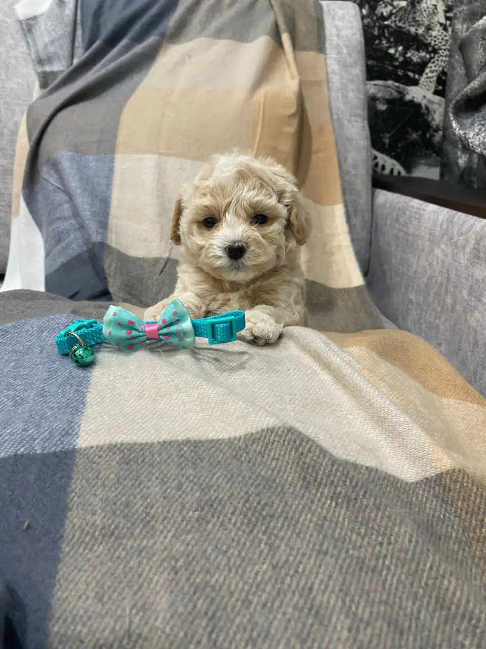 Щенки Мальтипу F1 - Собаки (Животные) в Балашиха