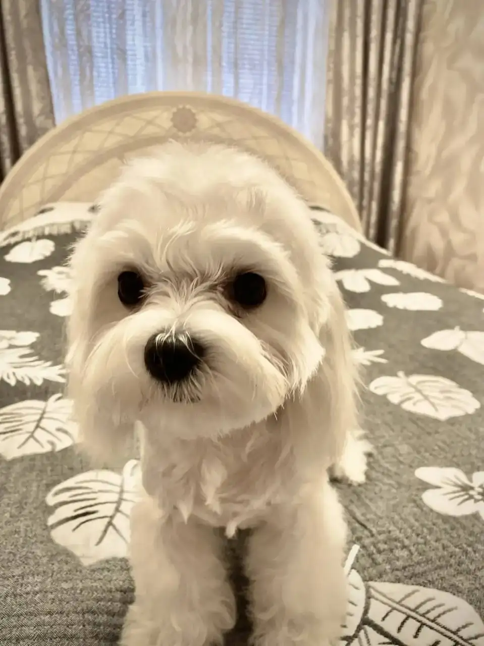 Щенки Мальтипу F1 - Собаки (Животные) в Балашиха