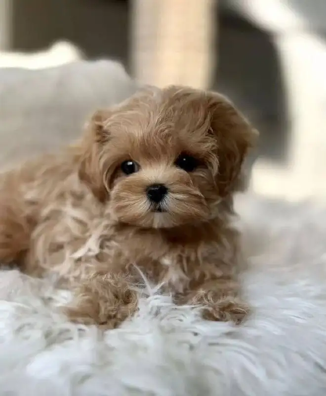 Щенок мальтипу в добрые руки - Собаки (Животные) в Балашиха