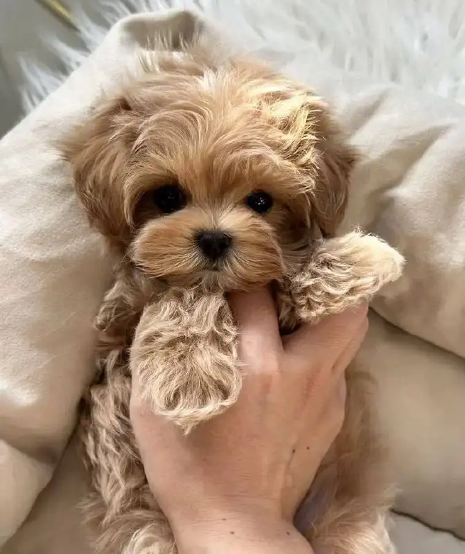 Щенок мальтипу в добрые руки - Собаки (Животные) в Балашиха