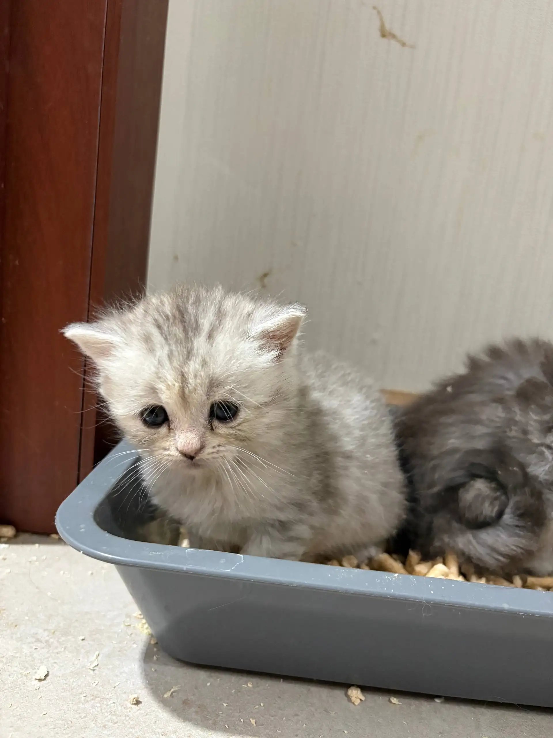 Продажа шотландских котят в Балашихе - Котята (Животные) в Балашиха