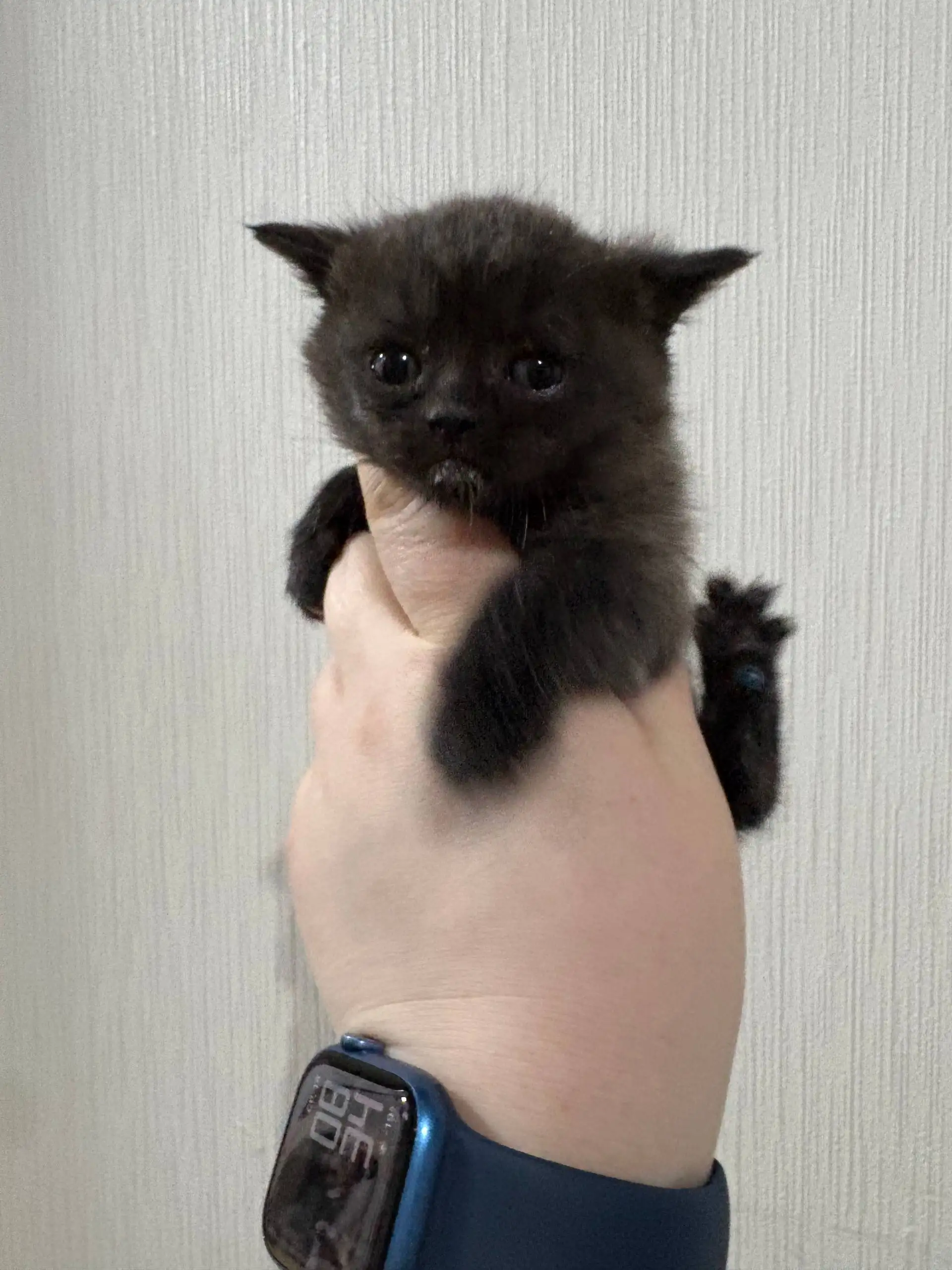 Продажа шотландских котят в Балашихе - Котята (Животные) в Балашиха