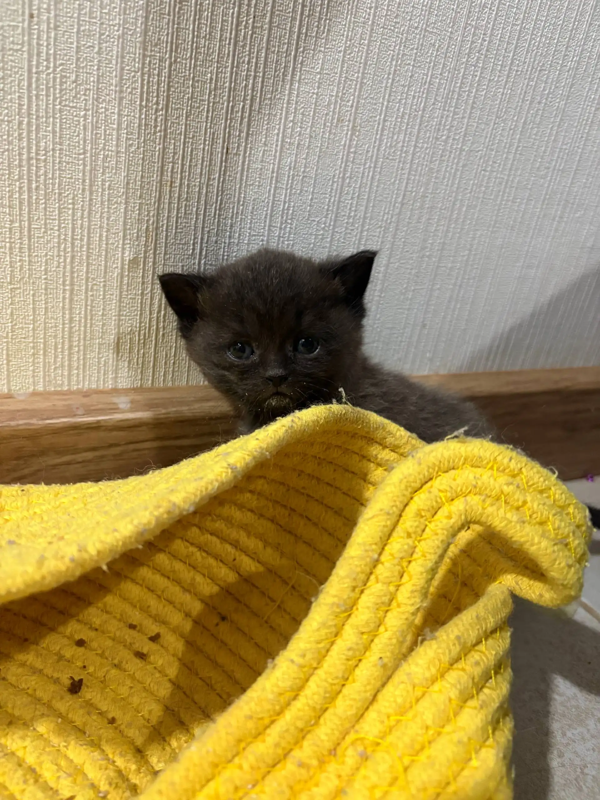 Продажа шотландских котят в Балашихе - Котята (Животные) в Балашиха