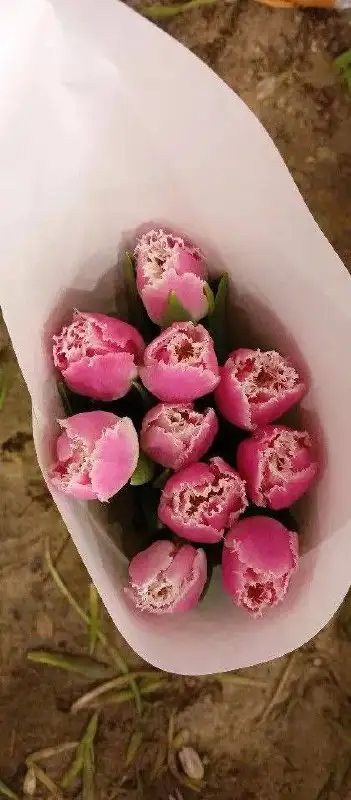 Тюльпаны с грядки на луковице с доставкой - Растения/цветы (Барахолка) в Балашиха