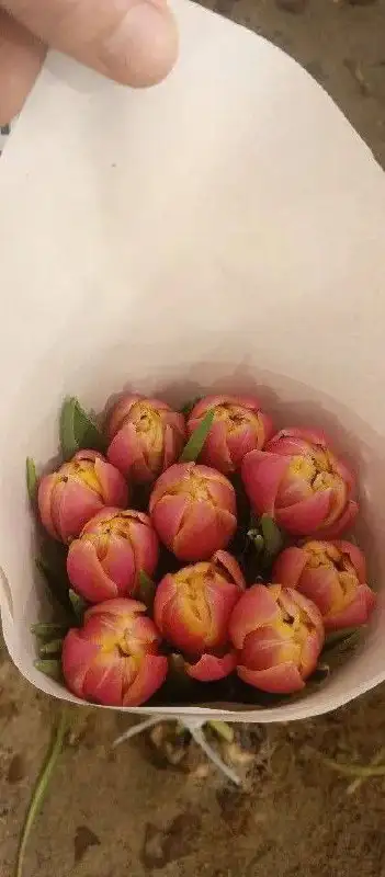 Тюльпаны с грядки на луковице с доставкой - Растения/цветы (Барахолка) в Балашиха