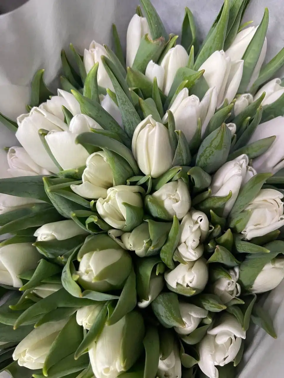 Тюльпаны к 8 Марта с брендированием - Цветы (Барахолка) в Балашиха