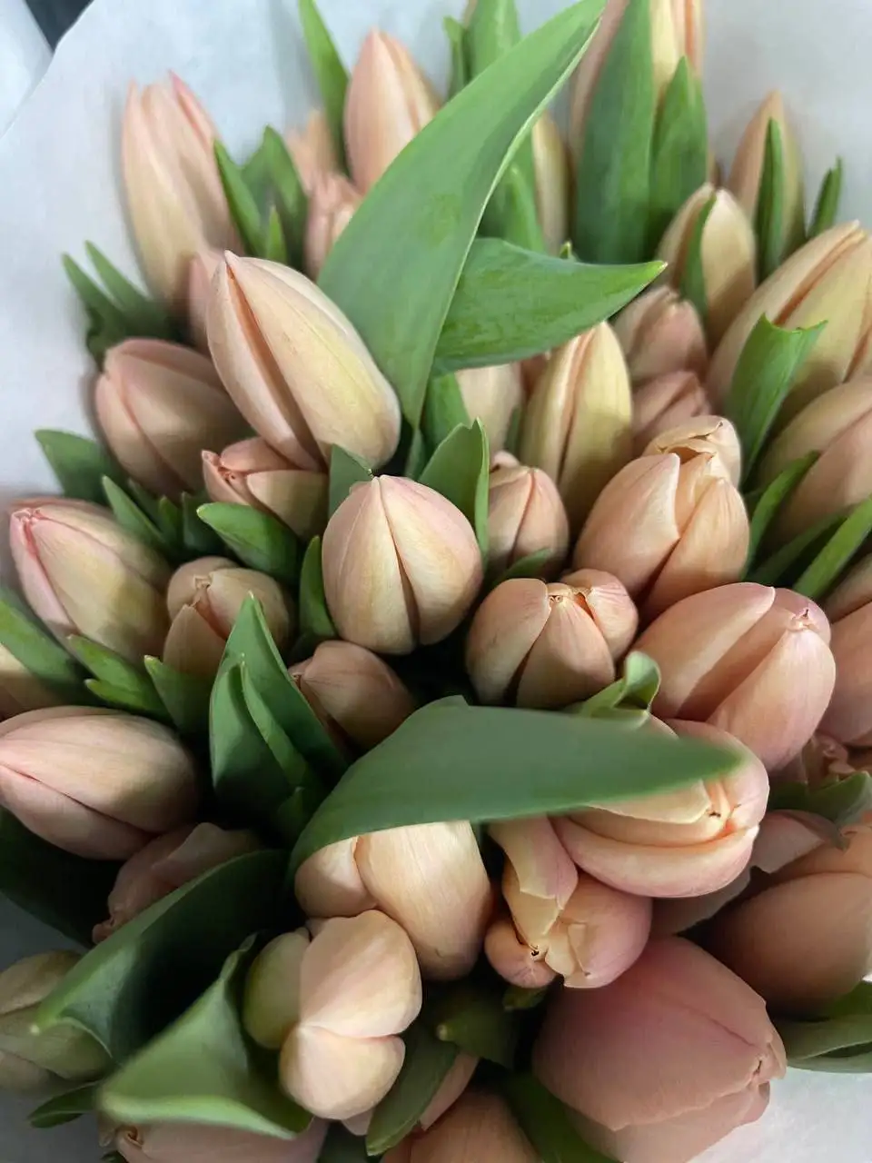 Тюльпаны к 8 Марта с брендированием - Цветы (Барахолка) в Балашиха
