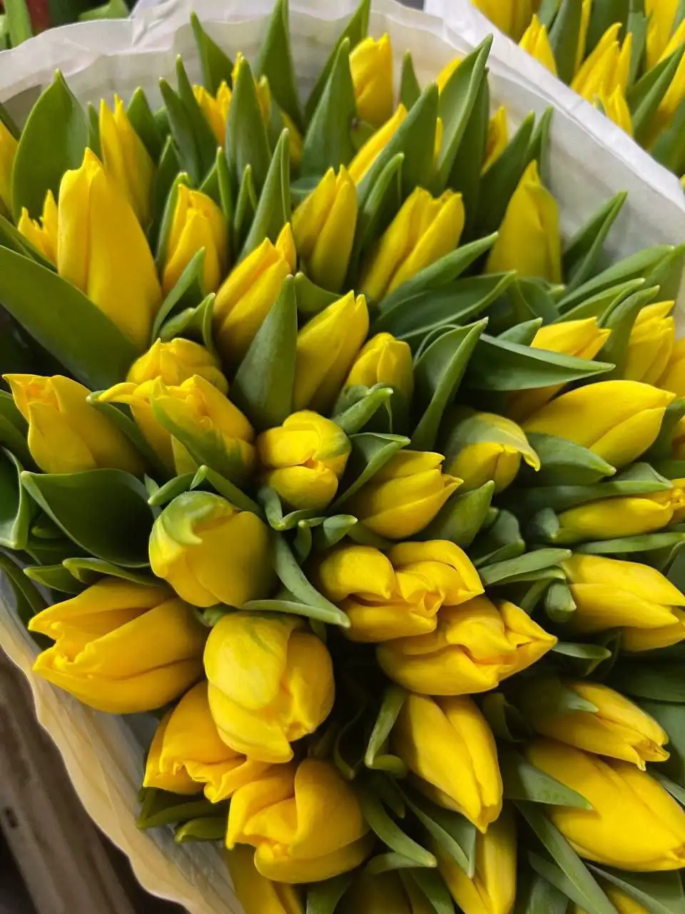 Тюльпаны к 8 Марта с брендированием - Цветы (Барахолка) в Балашиха