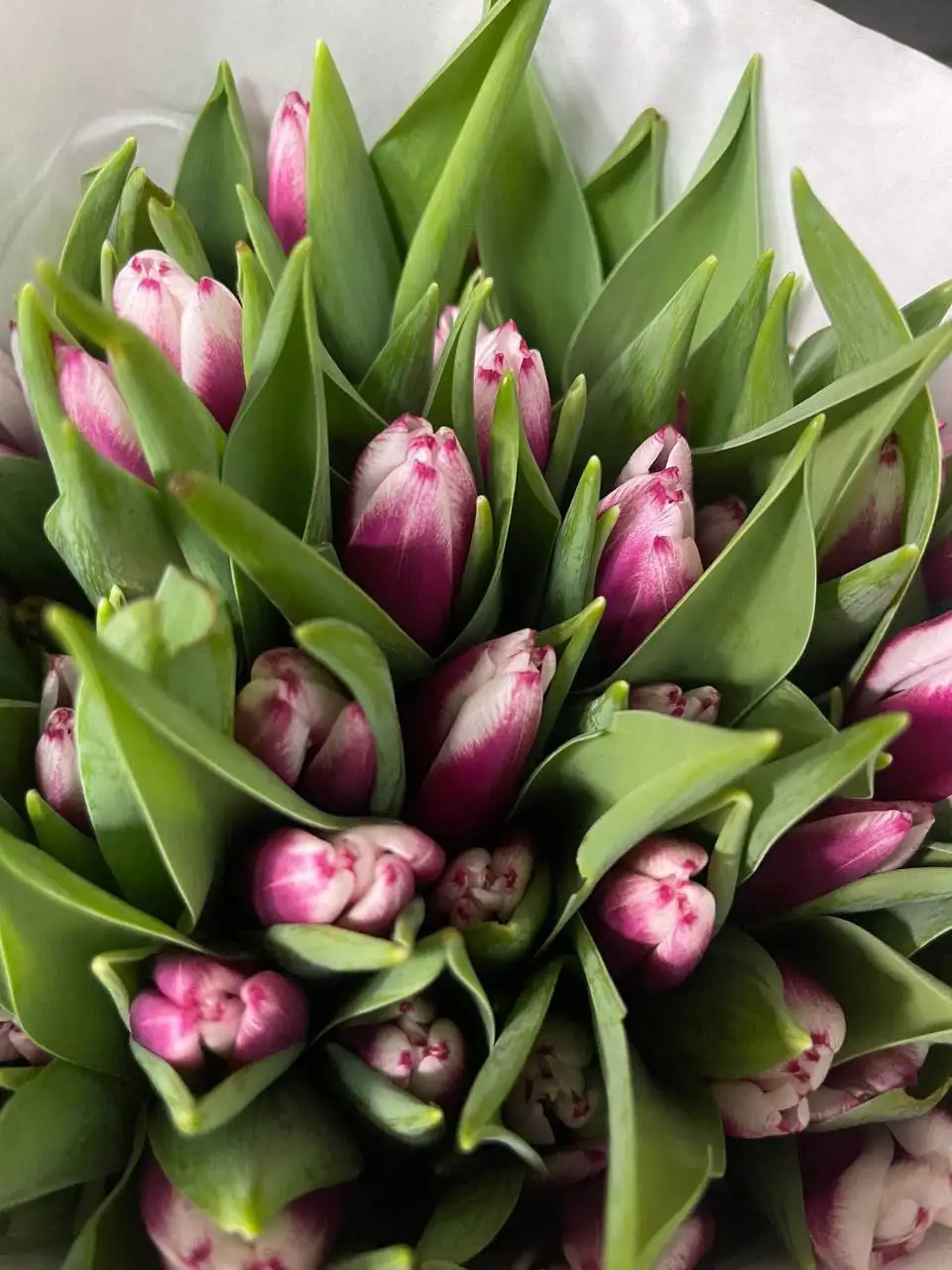 Тюльпаны к 8 Марта с брендированием - Цветы (Барахолка) в Балашиха